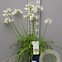 Agapanthus Amourette Superb White GM P17