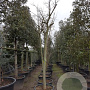 Albizia julibr. Ombrella 200 cm stam container 18-20 leiboom