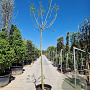 Albizia julibr. Ombrella 220 cm stam container 18-20 lei 150x120