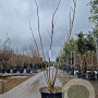 Albizia julibr. Ombrella 250-300 cm cont. 65L meerstammig