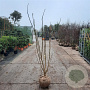 Albizia julibrissin 175-200 cm draadkluit meerstammig solitair