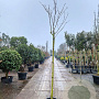 Albizia julibrissin 180 cm stam 35L