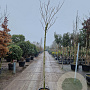 Albizia julibrissin 200 cm stam 30L 8-10