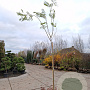 Albizia julibrissin 220 cm stam container 8-10