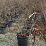 Amelanchier aln. 'Smoky' 150-175 cm 25L