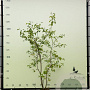 Amelanchier lamarckii 175-200 cm container meerstammig