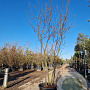 Amelanchier lamarckii 250-300 cm container meerstammig