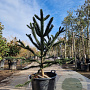 Araucaria araucana 140-150 cm cont. 70L