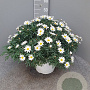 Argyranthemum frutescens GM Per 300 Zaden