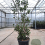 Arbutus unedo 175-200 cm cont. 110L