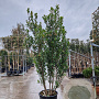 Arbutus unedo 250-300 cm cont. 90L meerstammig