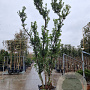 Arbutus unedo 350-400 cm cont. 130L meerstammig