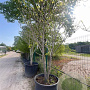 Asimina triloba 250-300 cm container meerstammig