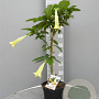 Brugmansia candida 90 cm 5,0L stam