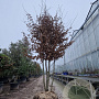 Carpinus betulus 350-400 cm container meerstammig extra