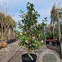 Camellia j. 'Debutante' 120-140 cm 35L