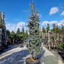 Cedrus atl. 'Glauca' 250-300 cm cont. 130L