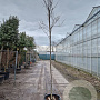 Cercis can. 'Forest Pansy' 200 cm stam container 8-10