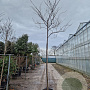Cercis can. 'Forest Pansy' 220 cm stam container 10-12