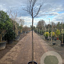 Cercis can. 'Forest Pansy' 220 cm stam container 8-10