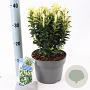 Euonymus jap. Paloma Blanca 25-30 cm 3,0L