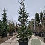 Cedrus libani 200-250 cm cont. 70L