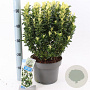 Euonymus jap. Paloma Blanca 30-40 cm 5,0L