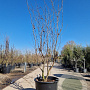 Cercis siliquastrum 250-300 cm container meerstammig