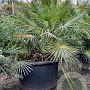 Chamaerops humilis argentea 125-150 cm container 