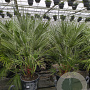 Chamaerops humilis 100 cm 35L