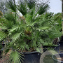 Chamaerops humilis 150-175 cm container 