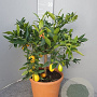 Citrofortunella floridana 100 cm 10L stam oranje