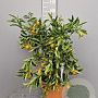 Citrus _x_Fortunella 'Kucle' 100 cm 10L stam oranje
