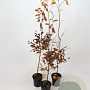 Fagus sylvatica 100-125 cm 2,5L