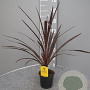 Cordyline aus. 'Red Star' 40-50 cm C1.2