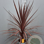 Cordyline aus. 'Red Star' 60-80 cm 6L