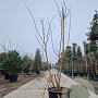 Cotinus coggygria 200-250 cm cont. 65L meerstammig