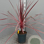 Cordyline Electric Pink gm 4,0L