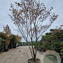 Cornus florida rubra 350-400 cm cont. 230L meerstammig