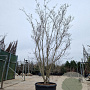 Cornus Stellar Pink 400-450 cm cont. 230L meerstammig
