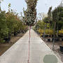 Elaeagnus ebbingei 160 cm stam 25L 8-10