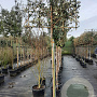 Elaeagnus ebbingei 200 cm stam container 8-10 lei 150x120