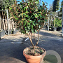 Elaeagnus ebb. 'Compacta' 125-150 cm container paraplu schaalvorm