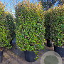 Elaeagnus ebb. 'Compacta' 175-200 cm cont. 150L