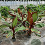 Ensete ventricosum 'Maurelii' GM P17