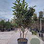 Eriobotrya japonica 200-250 cm cont. 130L meerstammig