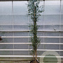 Eucalyptus gunnii Azura 200-250 cm 25L