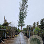 Eucalyptus gunnii Azura 200 cm stam 50L 12-14