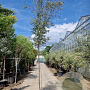 Eucalyptus gunnii Azura 220 cm stam 50L 12-14