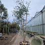 Eucalyptus gunnii 350-400 cm cont. 150L meerstammig